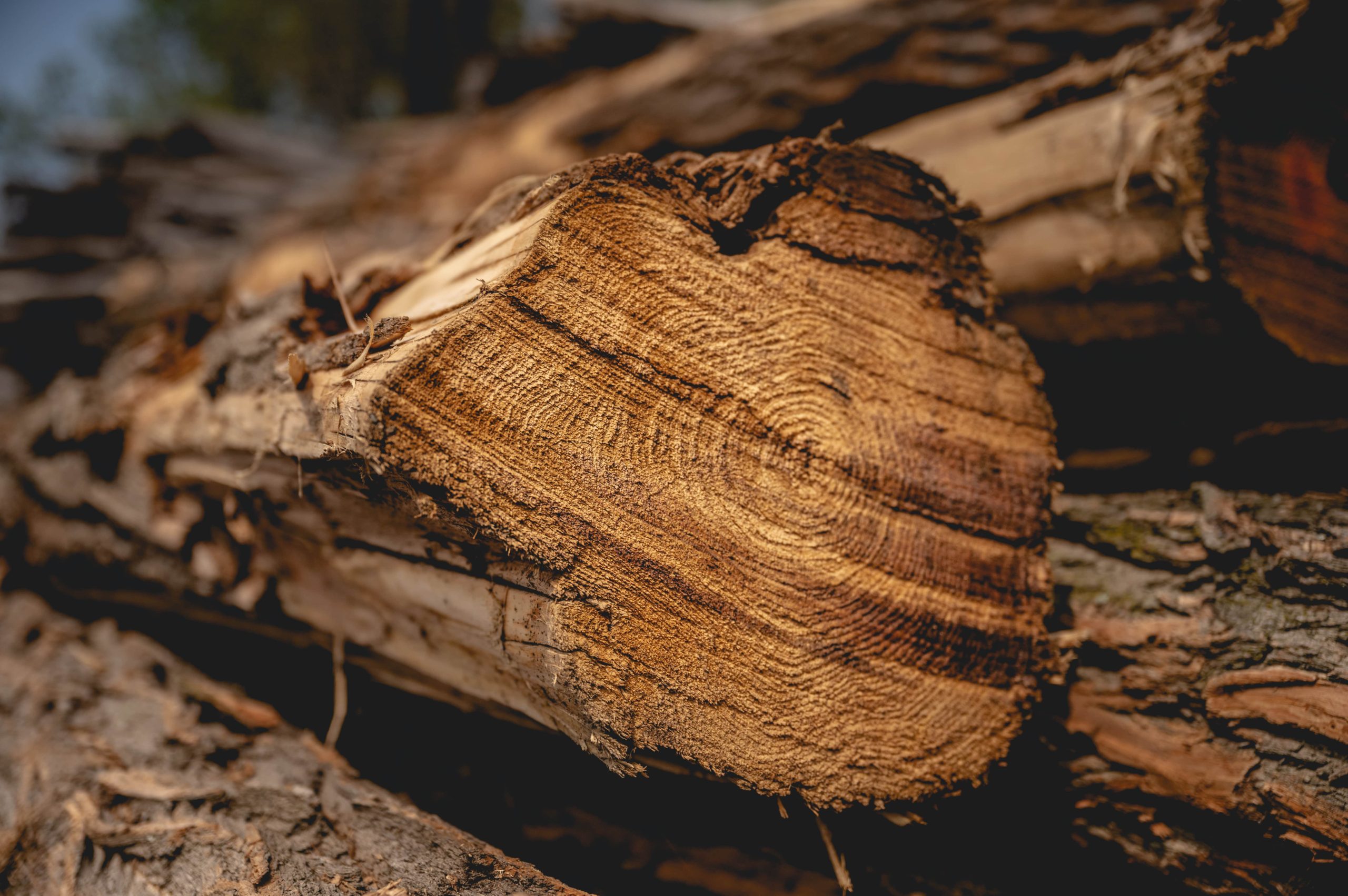 Gallery - Black Locust